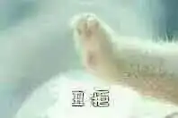  比较可爱的猫爪牵手表情包全套签宝宝的手