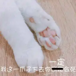  软萌猫咪表情包,聊天撸猫必备