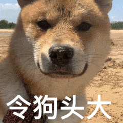  小狗头的聊天动态表情图