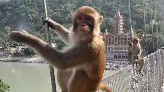  峨眉山