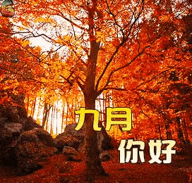 动漫表情包动态图像句子