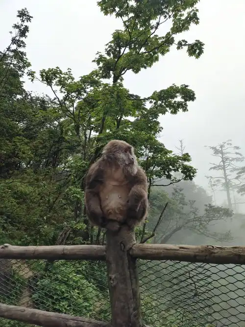  峨眉山旅游攻略见了峨眉山的猴子