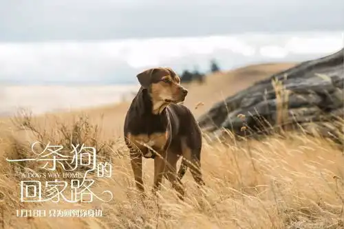  电影推荐一条狗的回家路温暖你的冬天