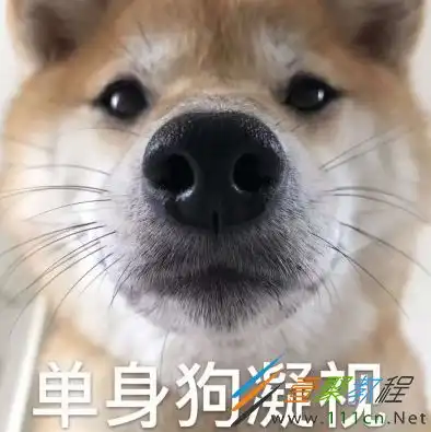  520单身狗专用带字表情包有哪些520单身狗专用带字表情包分享