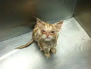  一只愤怒的猫咪不要惹我,我想静静