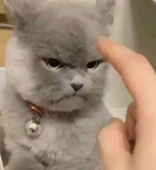  主人无聊去逗蓝猫,却不小心惹怒了它,下一秒蓝猫表情笑喷了