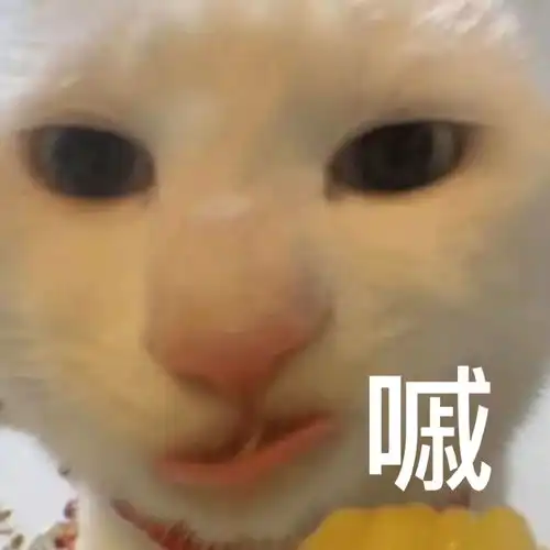  g的猫表情包合集2