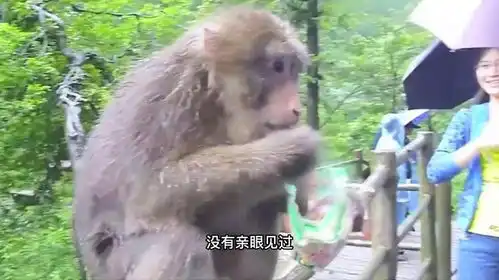  峨眉山爆发人猴大战,猴王当场被击毙,猴子为何频繁打游客