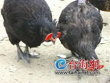  乌鸡也戴眼镜原是不透光塑料片为防鸡斗殴