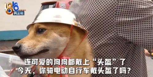  街头爆笑一幕大伯骑车给狗子戴自制头盔评论亮了