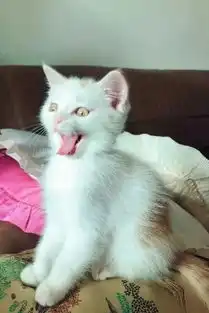  男子痛失爱猫后一直无法走出情绪,直到一只橘色小田园猫却让他重新展开笑容