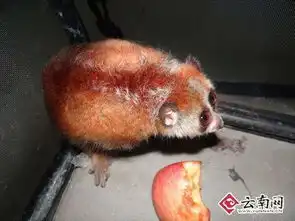 国家一级野生动物倭蜂猴遭人贩卖云南河口森警助其回家图