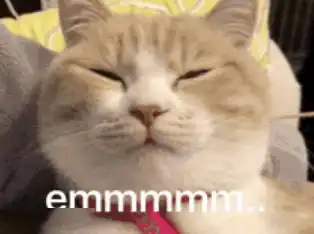 huh猫表情包动图猫猫