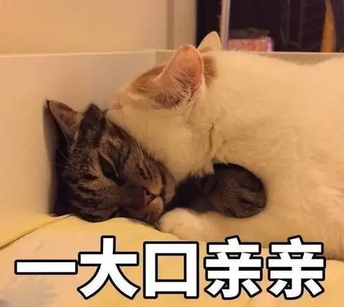 奖励亲亲的表情包阜阳