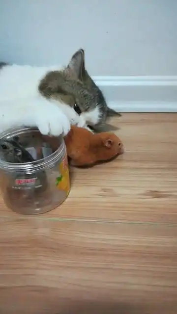  猫亲爱的鼠儿你别走,你怎么忍心抛下我和孩子