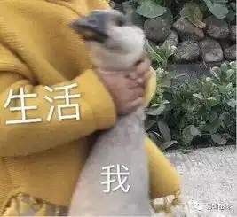  暴雨又双叒叕来了秀山的天气彻底开启随机模式然而更扎心的是