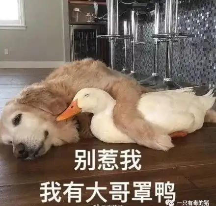 表情包鸭鸭凝视