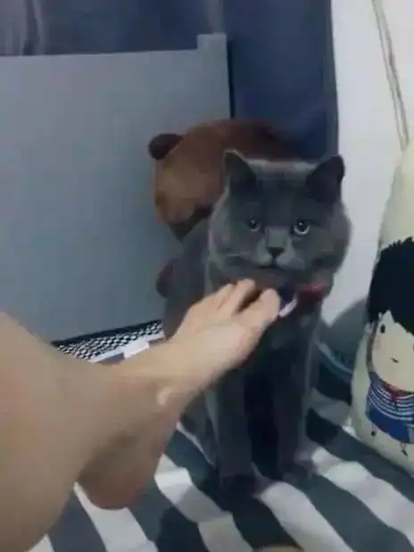  猫救命啊,铲屎官这脚有..毒...