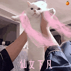  各种猫猫表情包哄对象神器