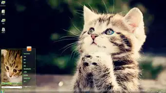  作揖的小萌猫win7主题