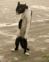  有这样的猫表情包的动图吗