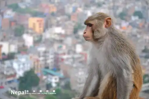  在尼泊尔猴庙自在修行的泼猴,峨眉山的社会猴子输了