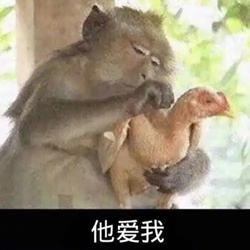  小猴子拔鸡毛表情包大全
