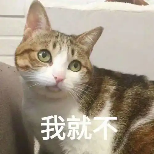  猫咪的十种天性