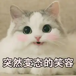  每日吸猫净化灵魂