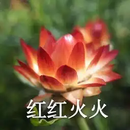  开学找爸妈要钱的第一步是换上他们喜欢的头像
