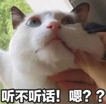  再生气,也不要动手打猫的这5个部位,后果很严重