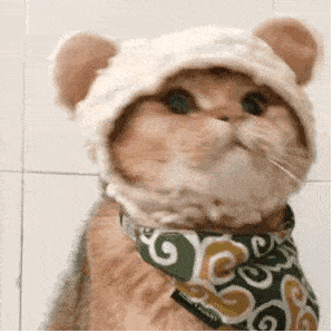  猫咪动图表情包