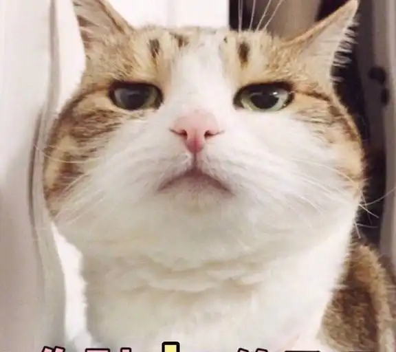 洗澡了表情包猫咪