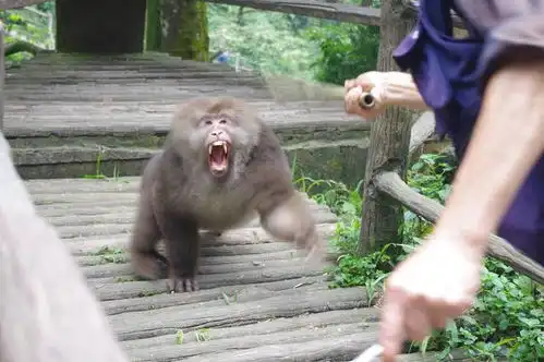 峨眉山的猴子表情包哈哈