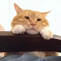  弱小无助但能吃日本小丧脸橘猫实在太可爱了