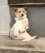  可爱的猫猫狗狗表情包