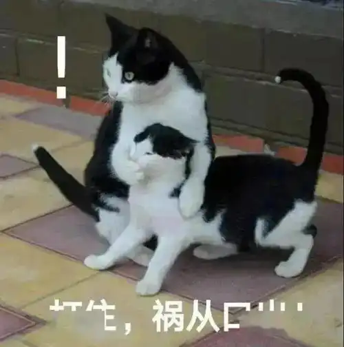  我真不是微亚,你认错人了第275期喵表情