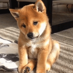 心痛表情包动态图片柴犬