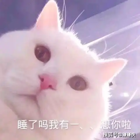  猫猫表情包熬夜好棒,跟我说晚安
