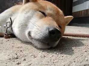  这个表情包你应该有,只是这只微笑的柴犬离开了我们