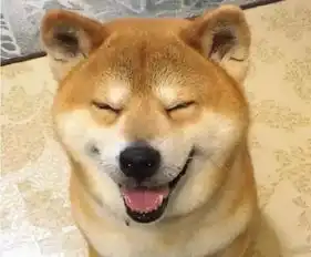  我的表情包,柴犬去世了
