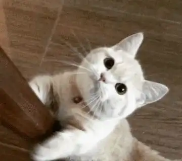  养猫时间久了,会发现这几个神奇现象,不要惊讶