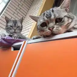  萌化了委屈猫网络走红瞧瞧这委屈的这小眼神儿高清组图