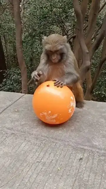  猴子玩气球,表情太逗了