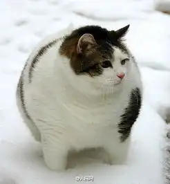 win表情包猫咪