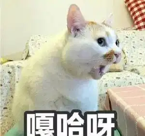  不同星座的人适合养什么品种的猫
