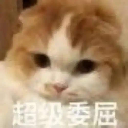  合法但有病的发疯小猫表情包