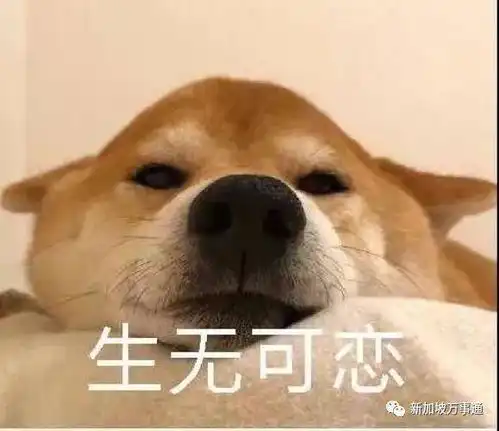  从新加坡回国的人,正经历着最难忘的春节一家人旅游被堵景区气温骤降挨冻在路上