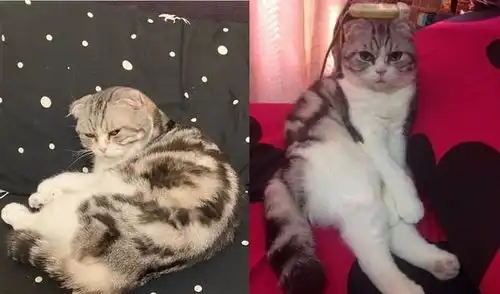 睡醒秀发少一截奴才梳头秒崩溃网笑被猫耽误的美发师
