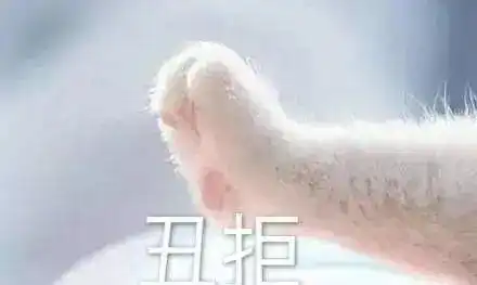  养猫的好处,你绝对想象不到